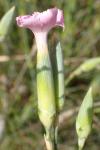 Dianthus godronianus