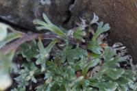 Artemisia eriantha