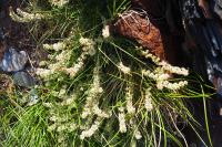 Sesamoides pygmaea