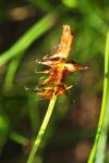 Carex pyrenaica
