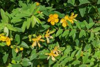 Hypericum