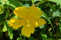 Hypericum