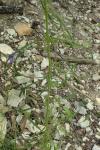 Campanula rotundifolia subsp. rotundifolia