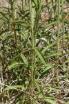 Sideritis hyssopifolia subsp. guillonii