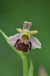 Ophrys arachnitiformis x Ophrys scolopax