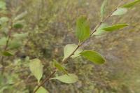 Spiraea hypericifolia subsp. obovata