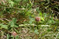 Trifolium fragiferum