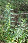 Euphorbia illirica
