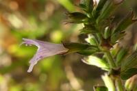 Clinopodium nepeta subsp. ascendens
