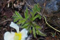 Pulsatilla alpina subsp. alpina
