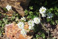 Hornungia alpina subsp. alpina