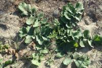 Brassica tournefortii