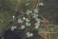 Ranunculus aquatilis