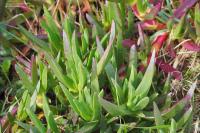 Carpobrotus