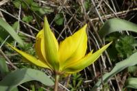 Tulipa sylvestris subsp. sylvestris