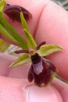 Ophrys x apicula