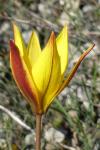 Tulipa sylvestris subsp. australis