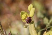 Ophrys funerea