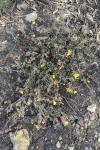 Helianthemum marifolium