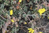 Helianthemum marifolium