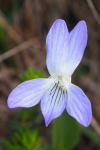 Viola lactea