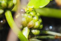 Ranunculus hederaceus
