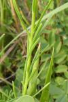Linum usitatissimum subsp. angustifolium