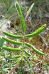 Anthyllis vulneraria