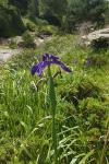 Iris latifolia
