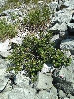 Rhamnus alpina