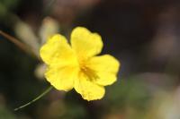 Helianthemum