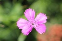 Dianthus