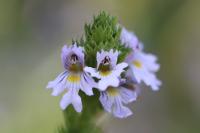 Euphrasia