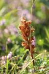 Orobanche