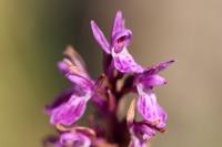 Dactylorhiza