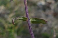 Odontites vernus subsp. serotinus