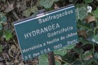 Hydrangea