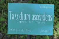 Taxodium ascendens