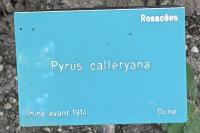 Pyrus calleryana