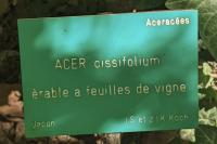 Acer