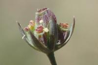 Bufonia tenuifolia