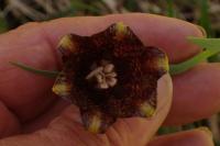 Fritillaria pyrenaica