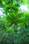 Pterocarya fraxinifolia