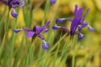 Iris reichenbachiana