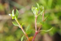 Montia fontana subsp. minor