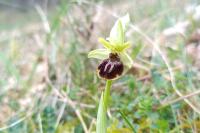 Ophrys aranifera subsp. massiliensis