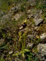 Ophrys aranifera