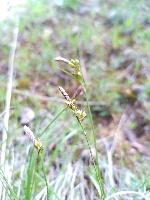 Carex halleriana