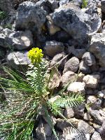 Euphorbia seguieriana