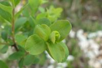 Spiraea hypericifolia subsp. obovata